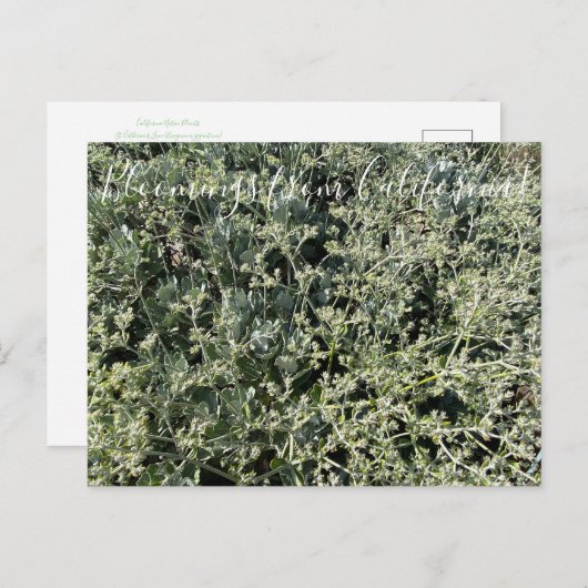 カリフォルニアのブラームズ:聖キャサリンのレース ポストカード (正面/裏面)