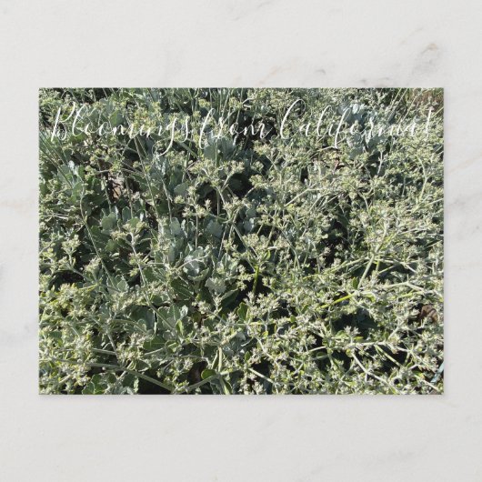 カリフォルニアのブラームズ:聖キャサリンのレース ポストカード (正面)