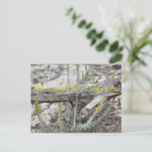 カリフォルニアのブラームズ： Dune Sagewortポストカード ポストカード (スタンド正面)