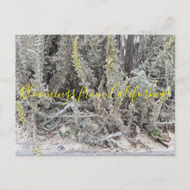 カリフォルニアのブラームズ： Dune Sagewort ポストカード