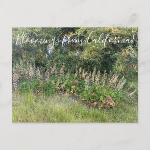 カリフォルニアのブラームズ:Heuchera maxima Postcar ポストカード