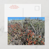 カリフォルニアのブラームズ： Monterey Paintbrush Pos ポストカード (正面/裏面)