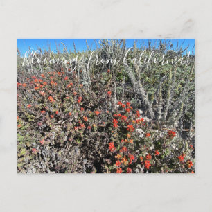 カリフォルニアのブラームズ： Monterey Paintbrush Pos ポストカード
