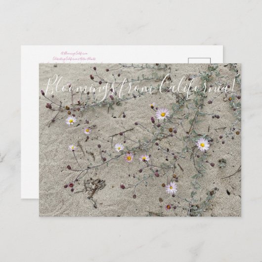 カリフォルニアのブラームズ: Sand Aster ポストカード (正面/裏面)