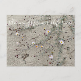 カリフォルニアのブラームズ： Sand Aster ポストカード