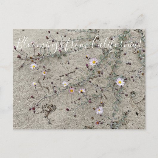 カリフォルニアのブラームズ: Sand Aster ポストカード (正面)