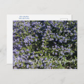 カリフォルニアのブルーミング！:カリフォルニア薄紫 ポストカード (正面/裏面)