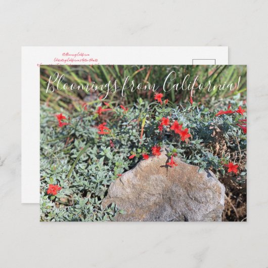カリフォルニアのブルーム:ウェインズシルバー明るい赤紫色 ポストカード (正面/裏面)