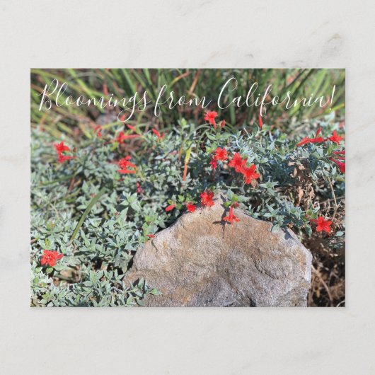 カリフォルニアのブルーム:ウェインズシルバー明るい赤紫色 ポストカード (正面)