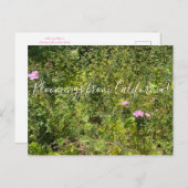 カリフォルニアのブルーム:カリフォルニアワイルドバラ ポストカード (正面/裏面)