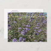 カリフォルニアのブルーム:クリーブランドセージ ポストカード (正面/裏面)