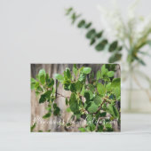 カリフォルニアのブルーム:グリーンリーフマンザニタ ポストカード (スタンド正面)