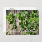 カリフォルニアのブルーム:グリーンリーフマンザニタ ポストカード (正面/裏面)