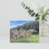 カリフォルニアのブルーム:コヨーテブッシュポストカード ポストカード (スタンド正面)