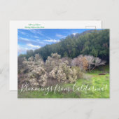 カリフォルニアのブルーム:コヨーテブッシュポストカード ポストカード (正面/裏面)