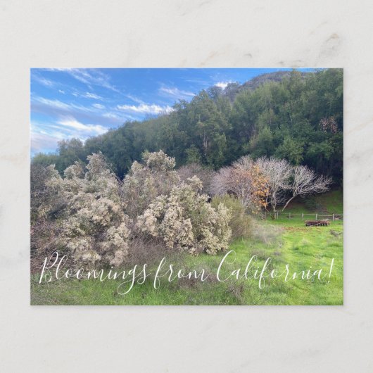 カリフォルニアのブルーム:コヨーテブッシュポストカード ポストカード (正面)