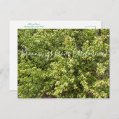 カリフォルニアのブルーム:コヨーテブッシュ ポストカード (正面/裏面)