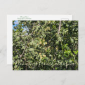 カリフォルニアのブルーム:ホリリーフさくらんぼポスト ポストカード (正面/裏面)