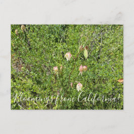 カリフォルニアのブルーム：妖精の灯篭 ポストカード