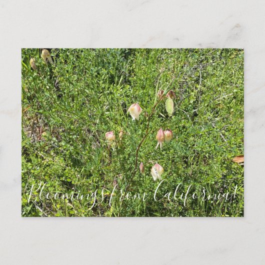 カリフォルニアのブルーム:妖精の灯篭 ポストカード (正面)
