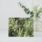 カリフォルニアのブルーム:白い生け垣ネトル ポストカード (スタンド正面)