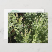 カリフォルニアのブルーム:白い生け垣ネトル ポストカード (正面/裏面)