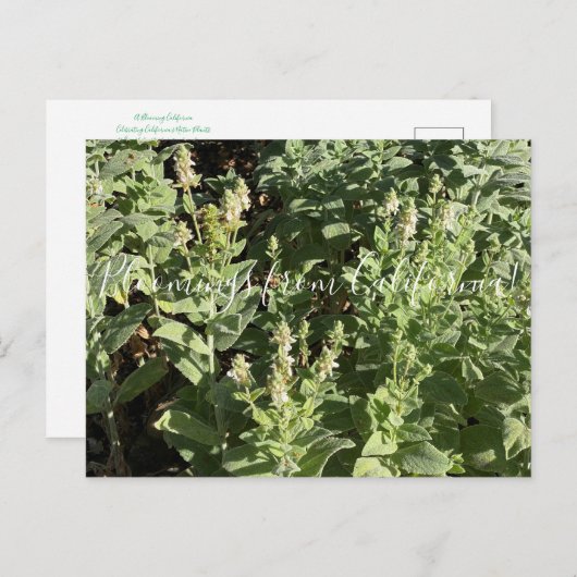 カリフォルニアのブルーム:白い生け垣ネトル ポストカード (正面/裏面)