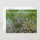 カリフォルニアのブルーム：青い目の草 ポストカード (正面/裏面)