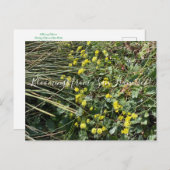 カリフォルニアのブルーム:黄ソバポストカ ポストカード (正面/裏面)