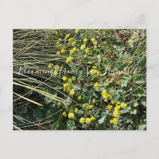 カリフォルニアのブルーム:黄ソバポストカ ポストカード (正面)