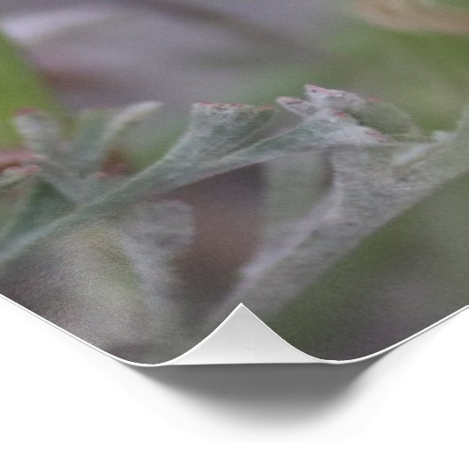 カリフォルニアのポピーのポスターで眠っているのまわりに ポスター (コーナー)