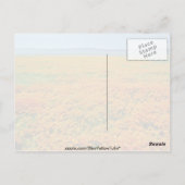 カリフォルニアのポピー満開の花 ポストカード (裏面)