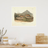 カリフォルニアのマルモッツby Audubon (0184A) ポスター (キッチン)