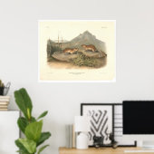 カリフォルニアのマルモッツby Audubon (0184A) ポスター (ホームオフィス)