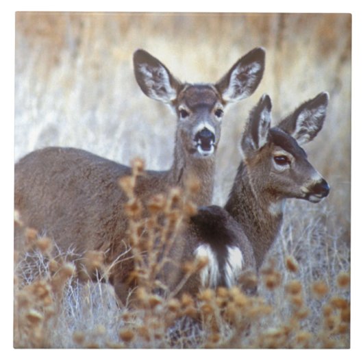 カリフォルニアのミュールジカのつがい タイル (正面)