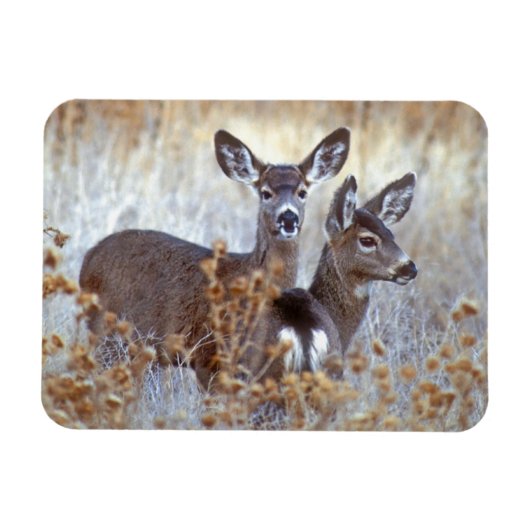 カリフォルニアのミュールジカのつがい マグネット (横)