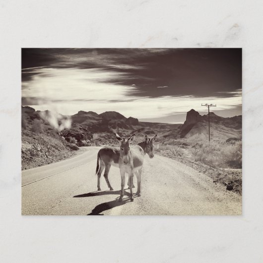 カリフォルニアのワイルドバロス ポストカード (正面)