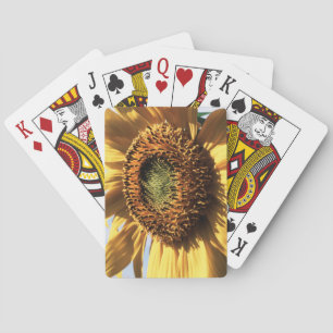 カリフォルニアの巨大なひまわり (Helianthus) 1 トランプ