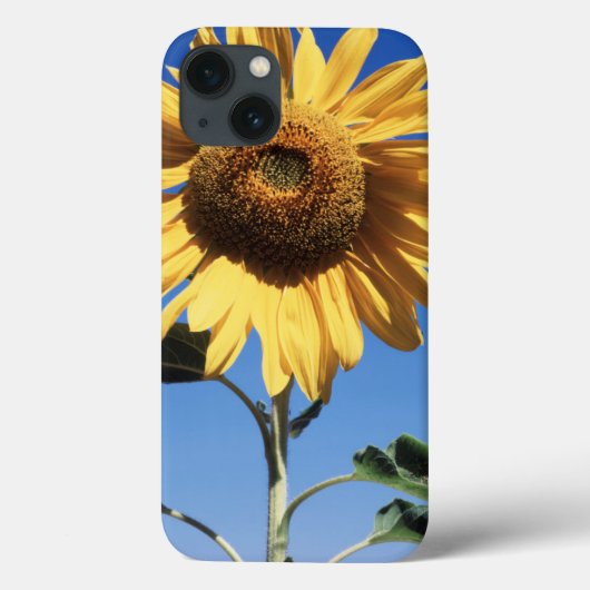 カリフォルニアの巨大なひまわり (Helianthus) 3 Case-Mate iPhoneケース (裏面)