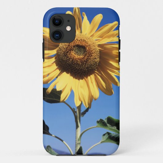 カリフォルニアの巨大なひまわり (Helianthus) 3 Case-Mate iPhoneケース (裏面)