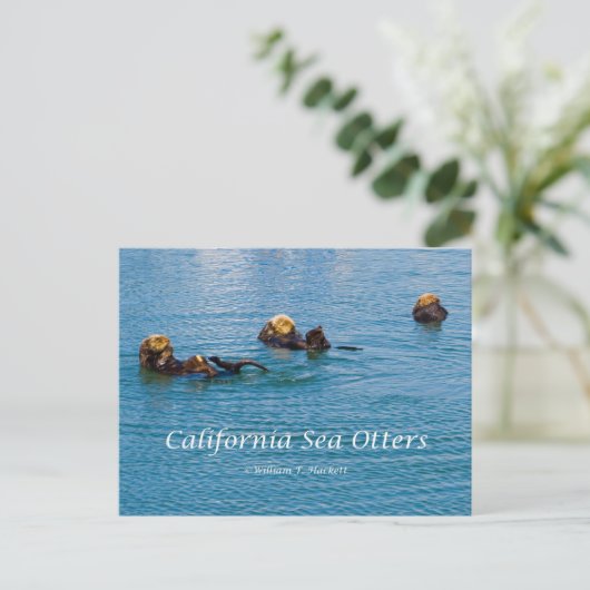 カリフォルニアの海のカワウソ カリフォルニア製品 ポストカード (スタンド正面)