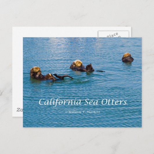 カリフォルニアの海のカワウソ カリフォルニア製品 ポストカード (正面/裏面)