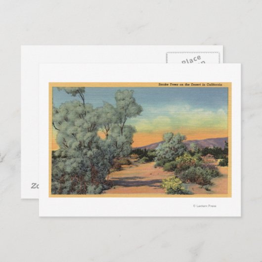 カリフォルニアの煙樹が茂る砂漠の風景 ポストカード (正面/裏面)