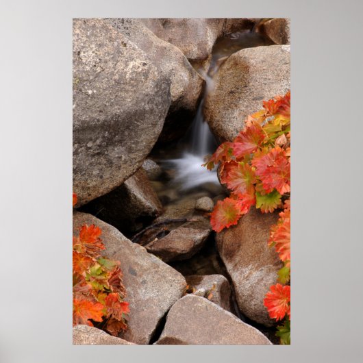 カリフォルニアの秋の小さなクリーク ポスター (正面)
