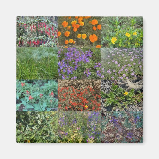 カリフォルニアの色2020 マグネット (正面)