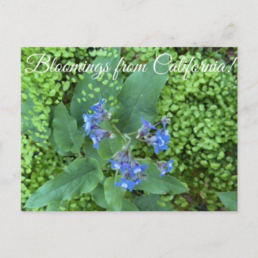 カリフォルニアの花々: カリフォルニアオオバコノシタ ポストカード (正面)