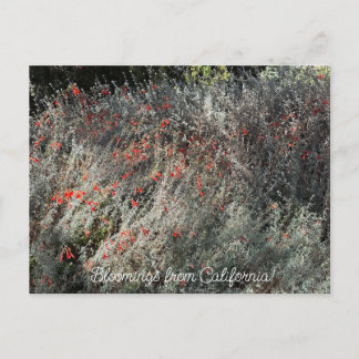 カリフォルニアの花開き: 9月のフクシア ポストカード