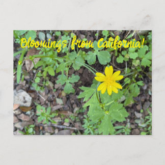 カリフォルニアの花: キンポウゲ ポストカード
