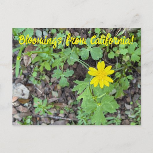 カリフォルニアの花: キンポウゲ ポストカード (正面)