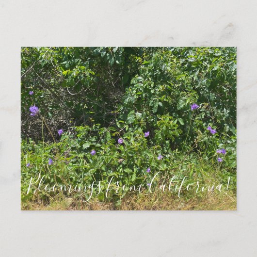 カリフォルニアの花！ ポストカード (正面)